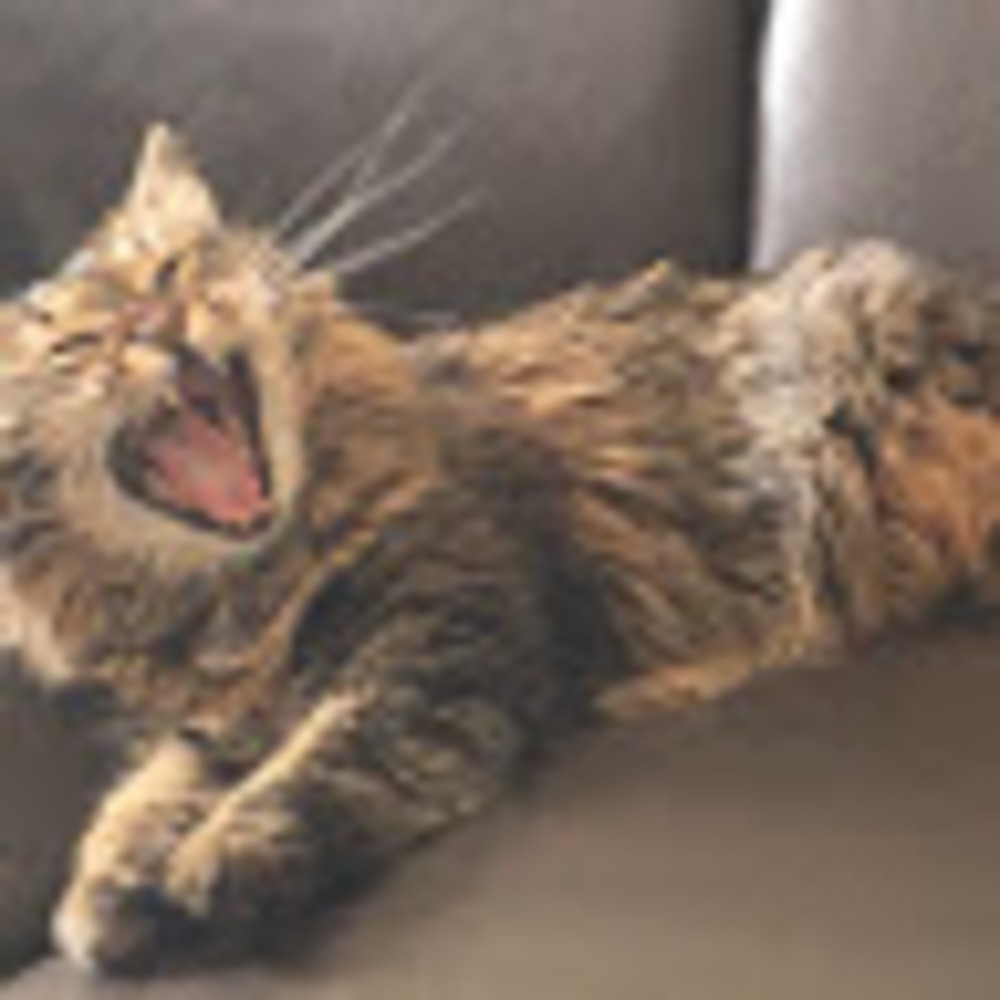 Meet your Posher, Catsmeow